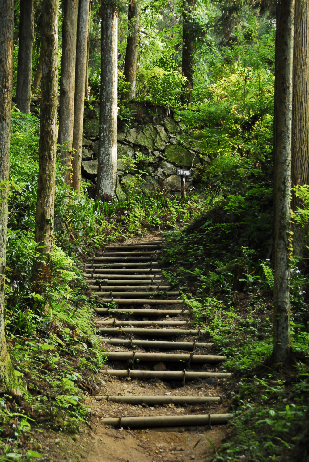 Forest path