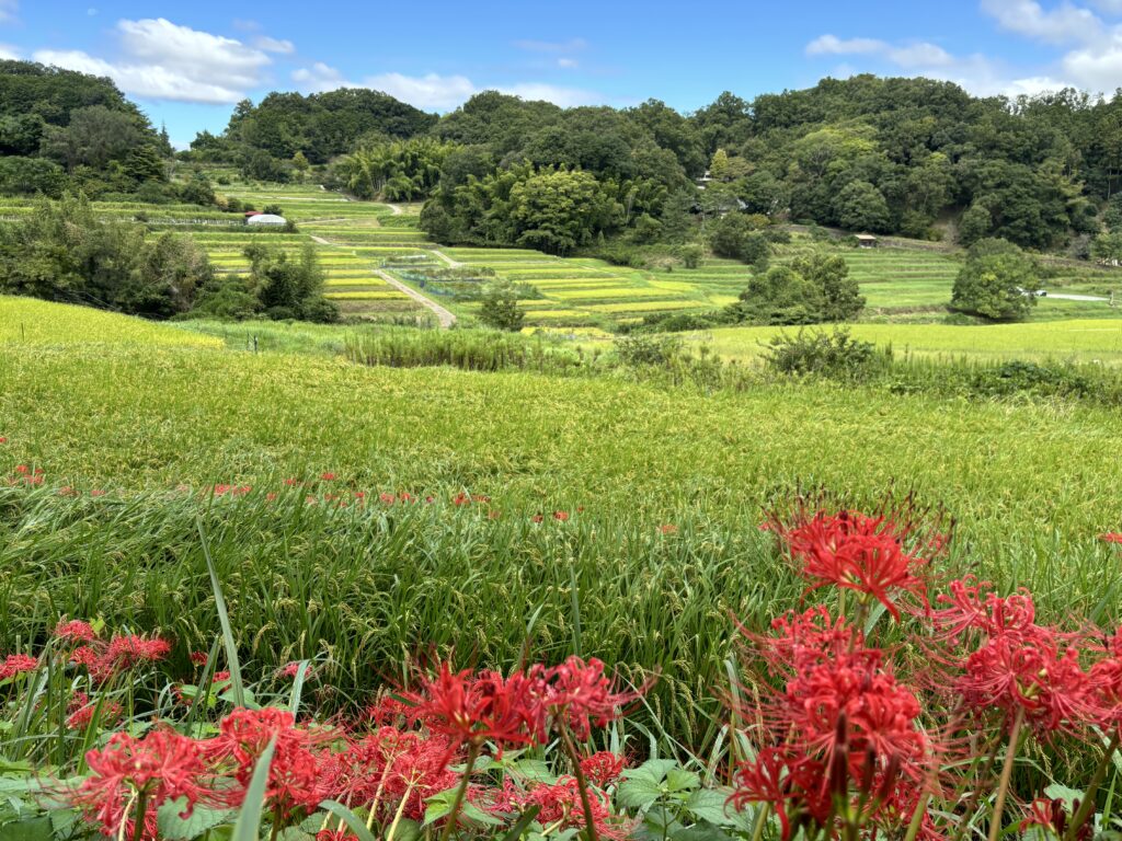 Inabuchi Rice Terraces