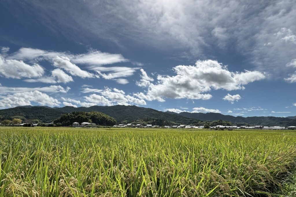Rice fields and rural landscape in Asuka, the birthplace of ancient Japan, surrounded by gentle mountains in Nara.