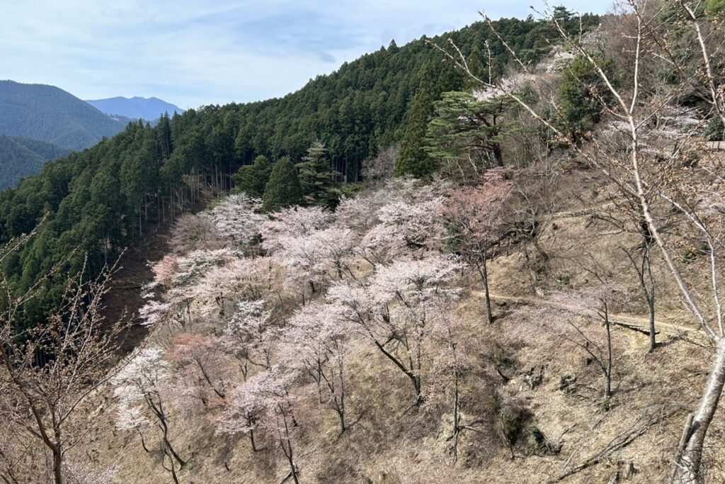 Cherry blossom trees covering the slopes of Mount Yoshino, one of Japan’s most famous sakura viewing spots
