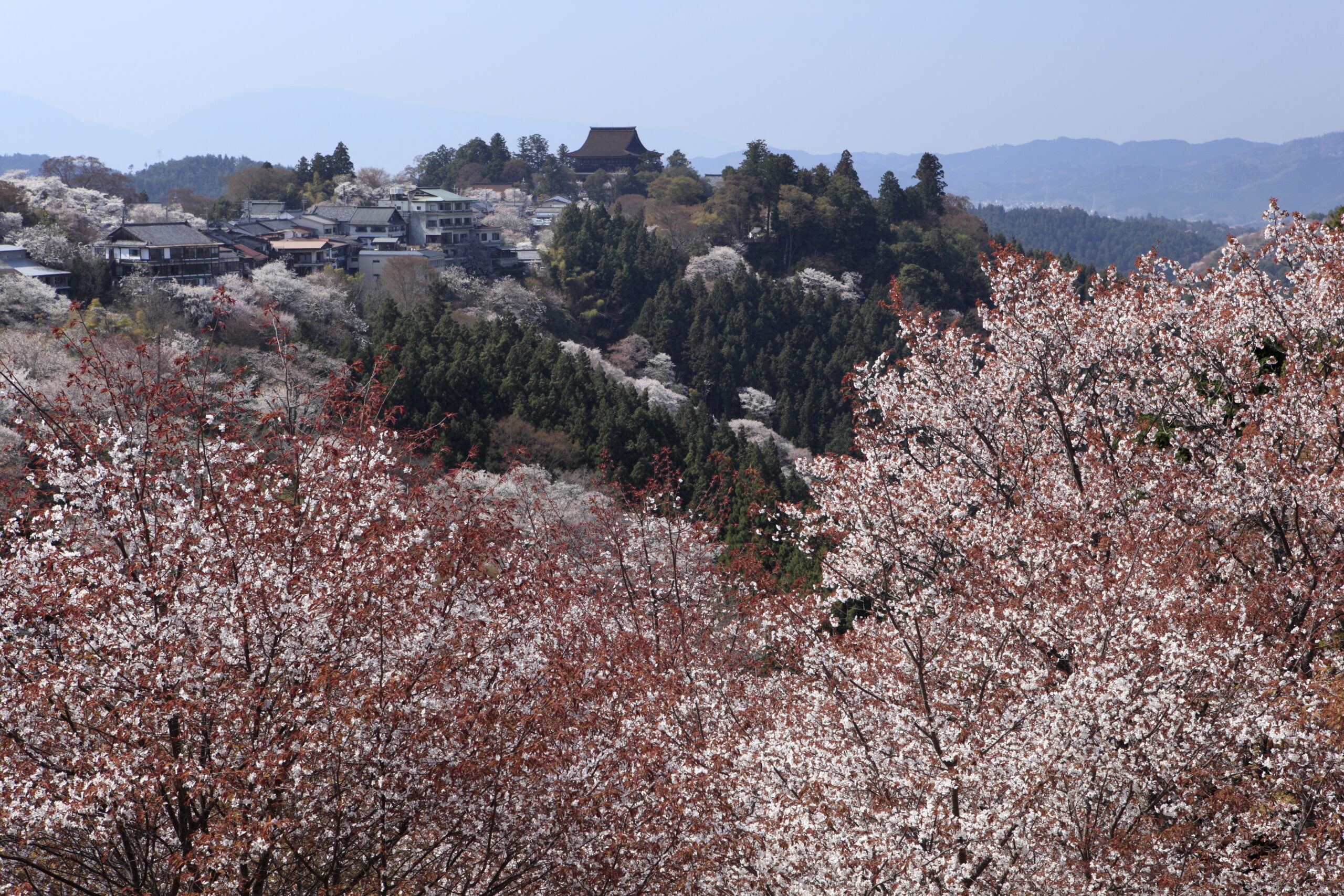 Vista panorámica del Monte Yoshino cubierto de cerezos en flor y el templo Kinpusen-ji en primavera, Nara Japón