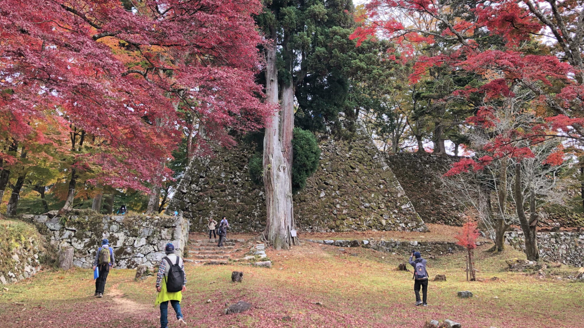 Visitantes caminando entre murallas de piedra y arces rojos en las ruinas del Castillo de Takatori en otoño