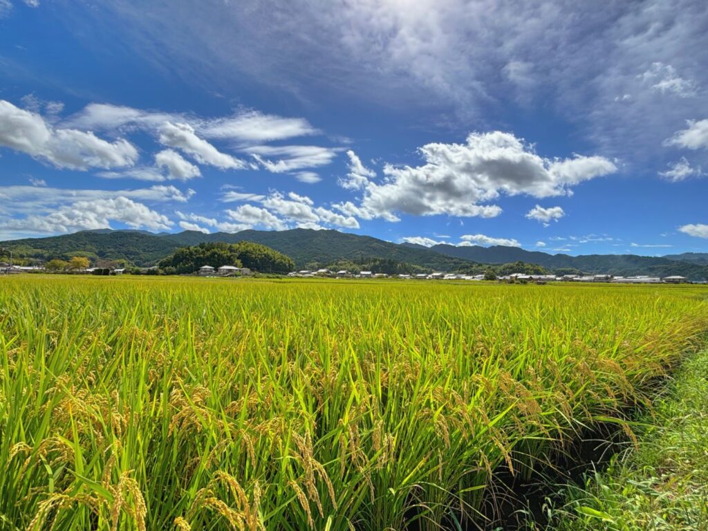 Peaceful rice fields and mountains creating the tranquil landscape of Asuka