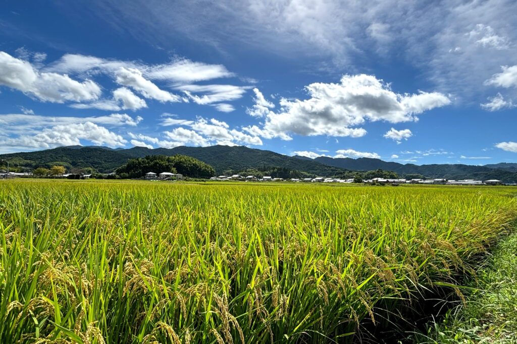 Campos de arroz y paisaje rural tradicional en Asuka, Nara rural, cuna del Japón antiguo
