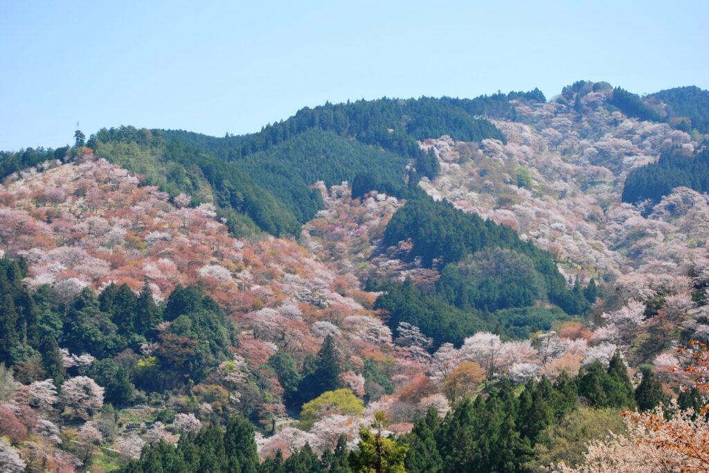 Cerezos en flor cubriendo las montañas de Yoshino en primavera, paisaje de montaña sagrada y famoso valle de sakura en Nara