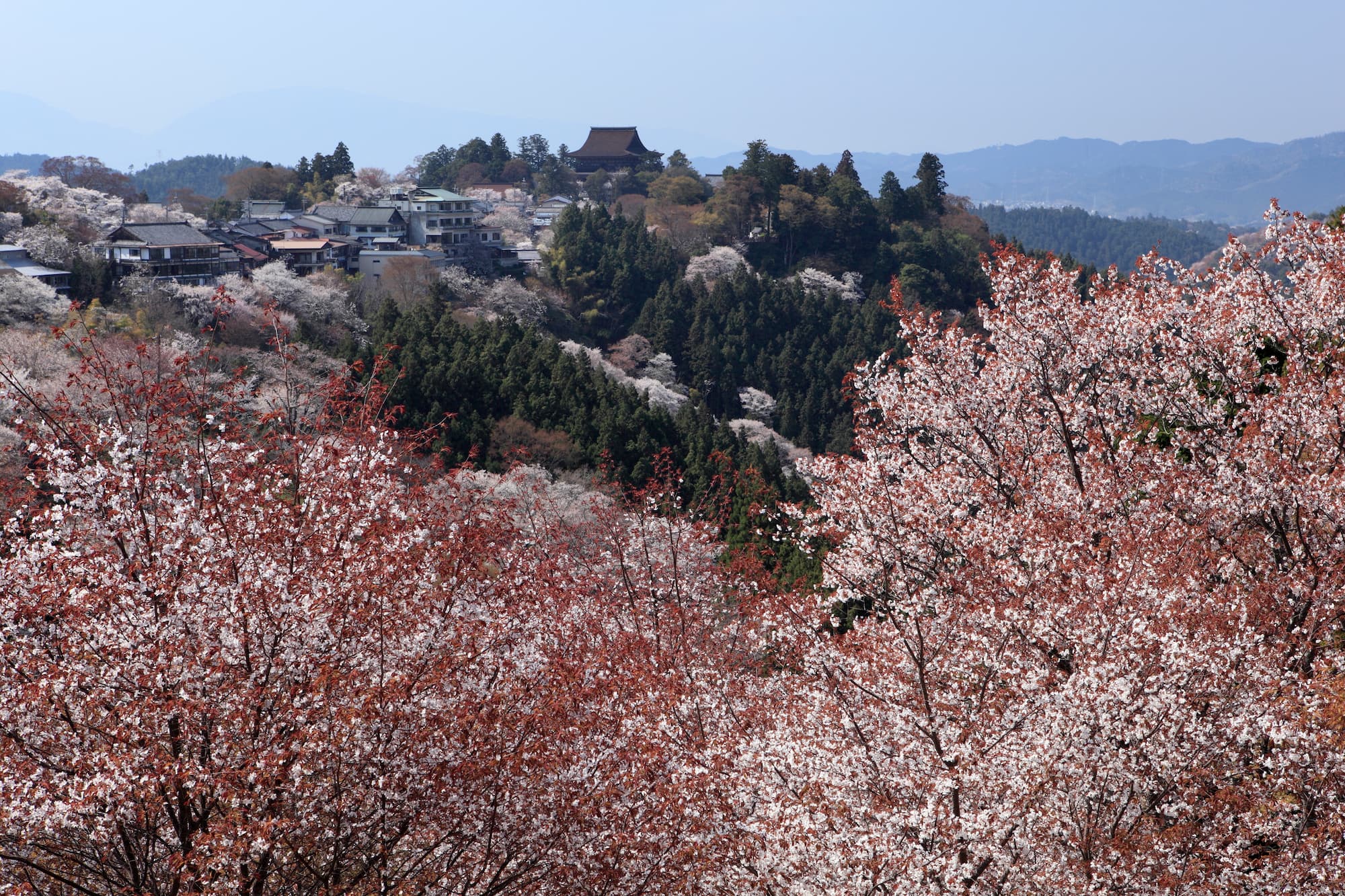 Famous Yoshino cherry blossom mountains in Nara Japan